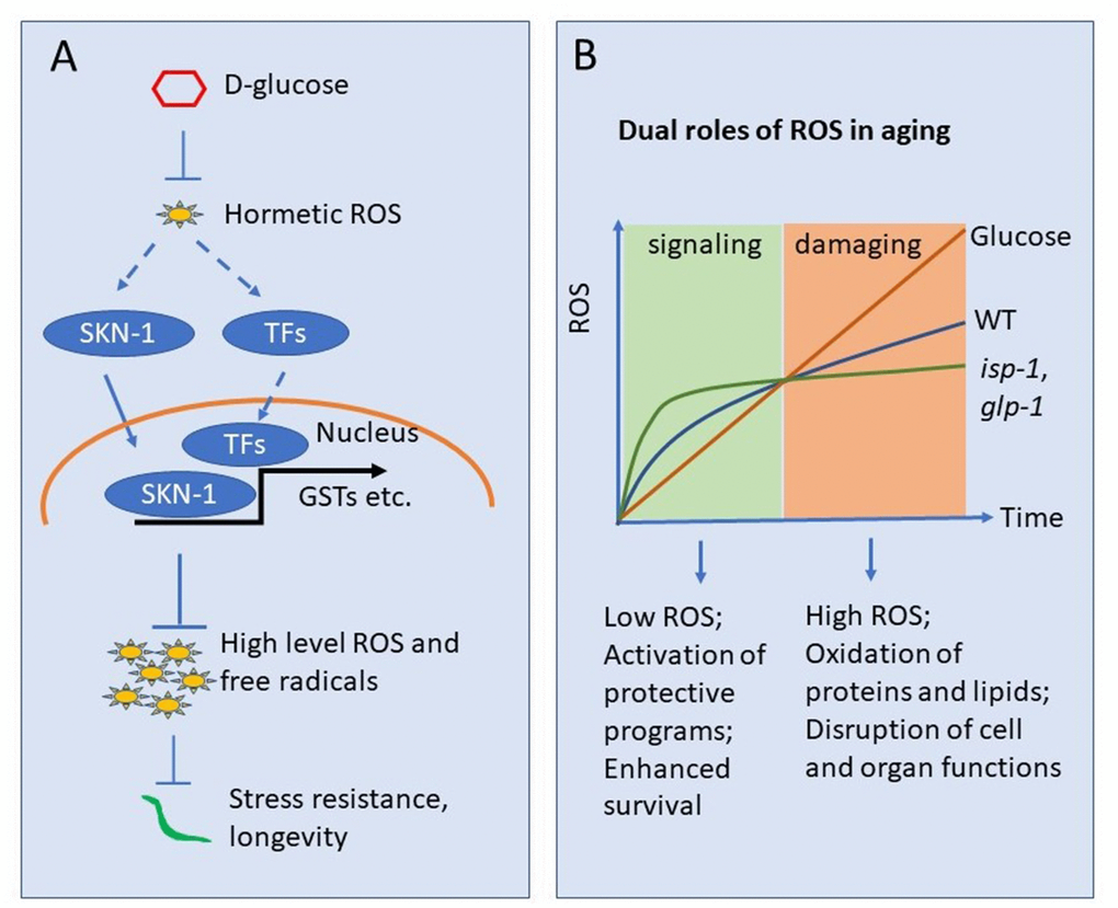 Working model showing glucose suppression of ROS hormesis to accelerate aging. (A) Oxidative stress at early stage may induce hormetic ROS, which in turn wages oxidative stress response by activating transcription factors (TFs) such as SKN-1. Glucose can suppress such hormetic ROS, therefore inhibiting TFs such as SKN-1. The suppression of hormetic ROS by glucose leads to uncontrolled elevation of ROS later in life and organismal death. (B) ROS accumulates as organisms age. Early in life, low levels of ROS serve as signaling to induce oxidative stress response, which in turns slower oxidative damage later in life. The ROS in early life serves a hormetic signal. glp-1 and isp-1 induce hormetic ROS and live longer than WT animals. However, glucose suppression of such hormetic ROS accelerates ROS accumulation and blocks lifespan extension in these long-lived mutants.