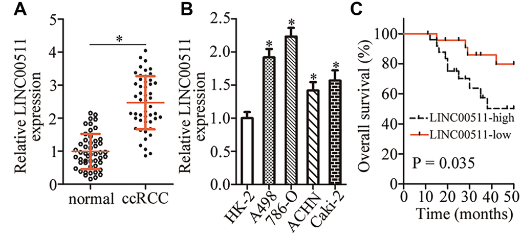 LINC00511 is upregulated in ccRCC tissues and cell lines. (A) RT-qPCR analysis was conducted to quantitate the expression of LINC00511 in 49 pairs of ccRCC samples and matched adjacent normal renal tissue samples. *P B) Relative LINC00511 expression in four ccRCC cell lines (A498, 786-O, ACHN, and Caki-2) and one normal human renal cell line (HK-2) was quantified by RT-qPCR. *P C) The overall survival of patients with ccRCC harboring low or high LINC00511 levels was studied by Kaplan–Meier survival analysis, and the curves were compared by the logrank test. P = 0.035.