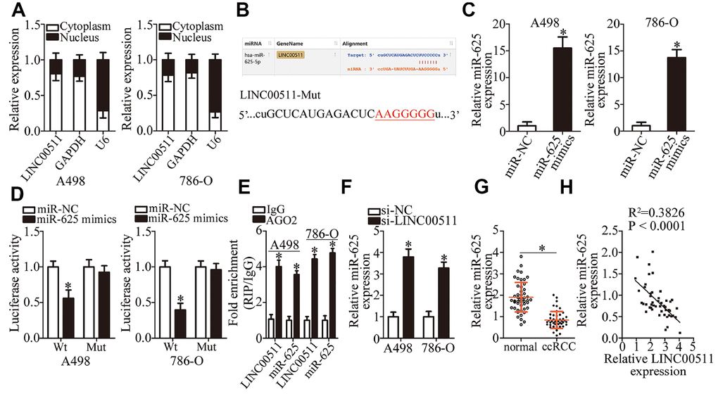 LINC00511 directly sponges miR-625 in ccRCC cells. (A) Nuclear/cytoplasmic fractionation analysis of LINC00511 expression in ccRCC cells. (B) The binding site in LINC00511 for miR-625, as revealed by bioinformatics analysis. The mutant binding sequences in LINC00511 are also shown. (C) A498 and 786-O cells were transfected with the miR-625 mimics or miR-NC. The transfected cells were collected after 48 h incubation and then subjected to RT-qPCR analysis to determine transfection efficiency. *P D) Either LINC00511-Wt or LINC00511-Mut was cotransfected into A498 and 786-O cells with either the miR-625 mimics or miR-NC. After 48 h transfection, the detection of luciferase activity was conducted via a Dual-Luciferase Reporter System. *P E) A RIP assay was conducted to assess the direct interaction between LINC00511 and miR-625. LINC00511 and miR-625 were both immunoprecipitated by the anti-AGO2 antibody from the lysates of A498 and 786-O cells. *P F) miR-625 expression was quantified in the presence of either si-LINC00511 or si-NC by RT-qPCR. *P G) The expression levels of miR-625 in 49 pairs of ccRCC samples and matched adjacent normal renal tissue samples were measured via RT-qPCR. *P H) An inverse expression correlation between LINC00511 and miR-625 in ccRCC tissue samples was identified by Spearman’s correlation analysis. R2 = 0.3826, P 