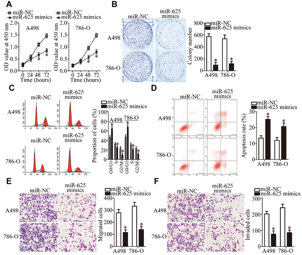 miR-625 upregulation inhibits the growth and metastasis of ccRCC cells in vitro. (A, B) A498 and 786-O cells transfected with the miR-625 mimics or miR-NC were collected. These cells were subjected to CCK-8 and colony formation assays to determine cell proliferation and colony formation capacity, respectively. *P C, D) Flow-cytometric determination of the cell cycle distribution and apoptotic rate of miR-625–overexpressing A498 and 786-O cells. *P E, F) The impact of miR-625 overexpression on A498 and 786-O cell migration and invasion was determined in Transwell migration and invasion assays, respectively. Representative images and quantification are presented. *P 