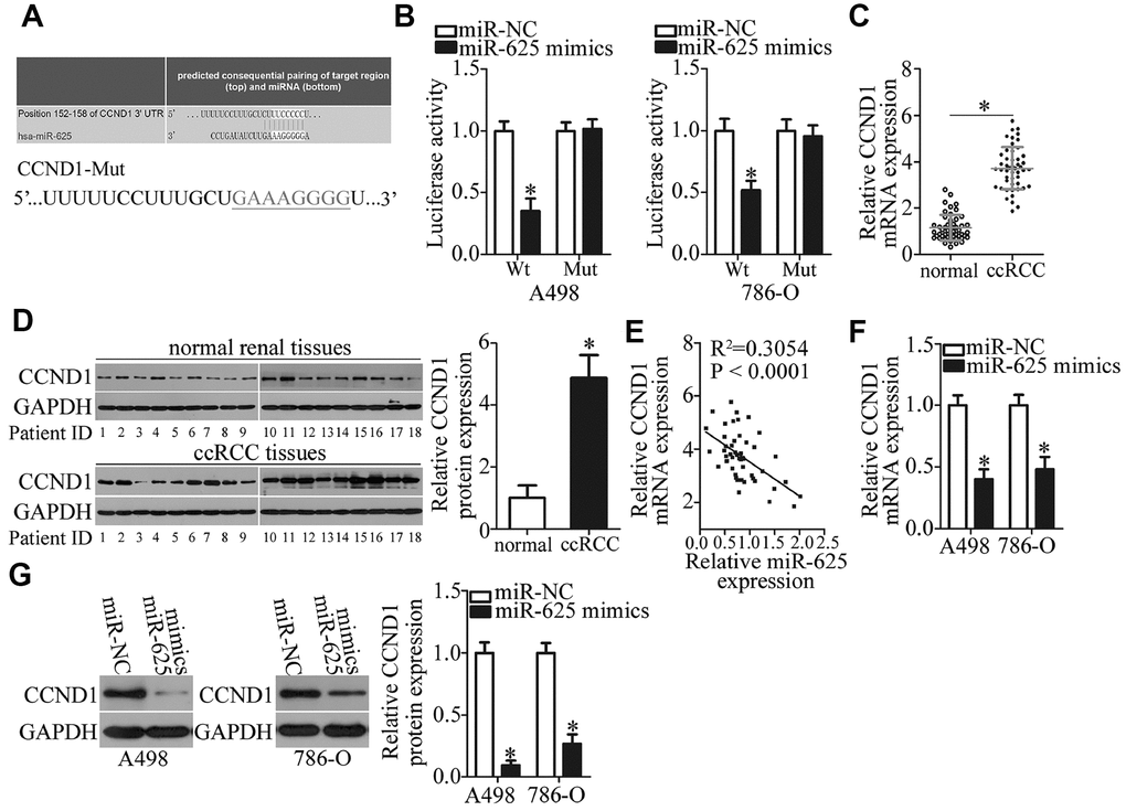 CCND1 is a direct target gene of miR-625 in ccRCC cells. (A) A putative binding site for miR-625 in the 3′-UTR of CCND1 was predicted by starBase 3.0, TargetScan, microRNA.org, and miRDB. The mutant binding sequences for miR-625 in the 3′-UTR of CCND1 are also shown. (B) Luciferase activity was measured in A498 and 786-O cells cotransfected with a reporter plasmid carrying either the wild-type or mutant CCND1 3′-UTR and either the miR-625 mimics or miR-NC. *P C) RT-qPCR was performed to analyze CCND1 mRNA expression in ccRCC samples and in matched adjacent normal renal tissues. *P D) The protein levels of CCND1 were measured in the ccRCC samples and in matched adjacent normal renal tissue samples by western blotting. *P E) The association between miR-625 and CCND1 mRNA levels in ccRCC tissue samples was evaluated by Spearman’s correlation analysis. R2 = 0.3054, P F, G) CCND1 mRNA and protein levels in A498 and 786-O cells transfected with either the miR-625 mimics or miR-NC were investigated by RT-qPCR and western blotting, respectively. *P 