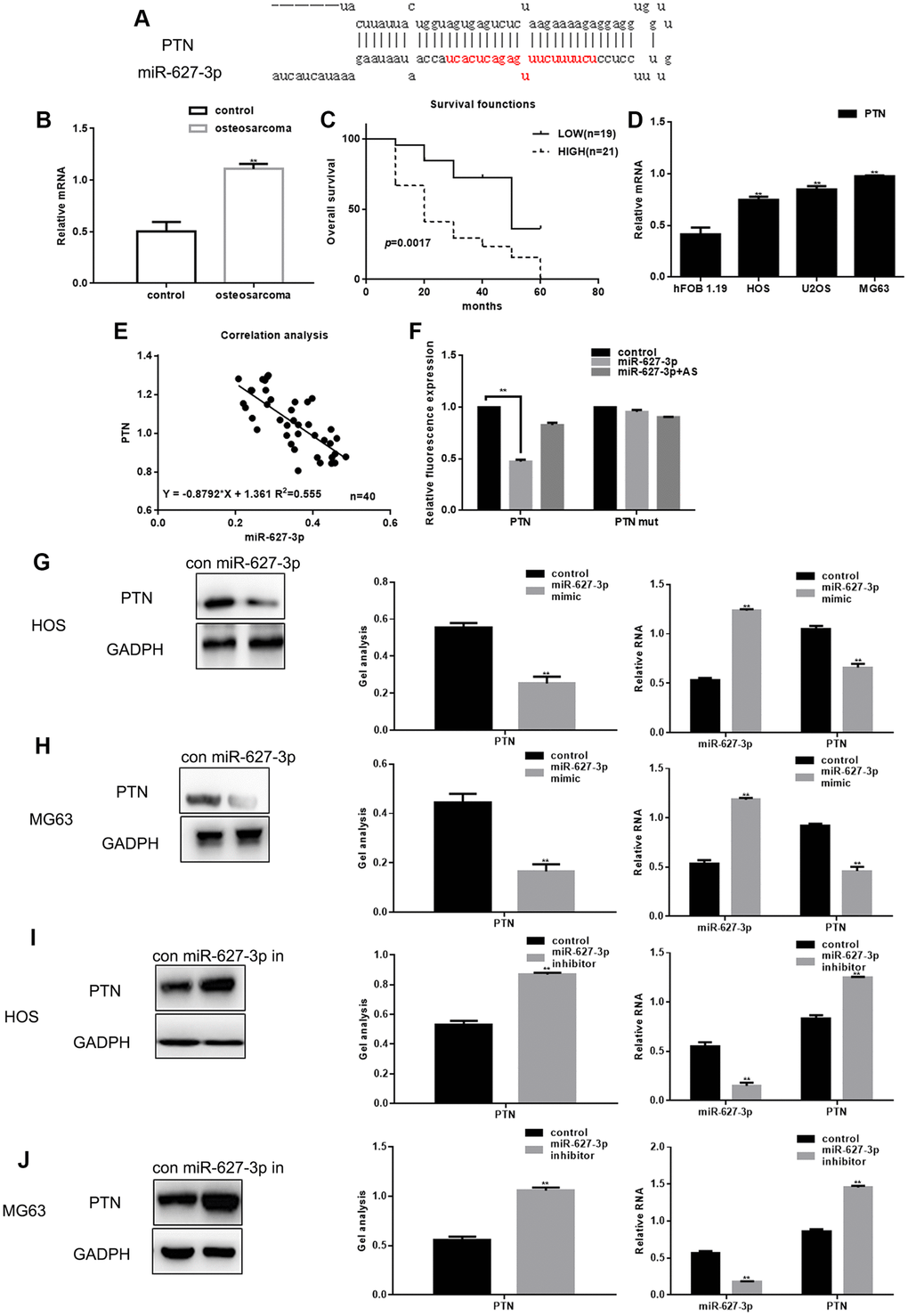PTN is a direct target of miR-627-3p in osteosarcoma. (A) miRDB predicted that miR-627-3p could be specifically combined with PTN. (B) Real time PCR analysis of PTN mRNA expression in osteosarcoma tissues and adjacent tissues. Data are the mean ± SEM. ** PC) Relationship between PTN and survival period among osteosarcoma patients. (D) Real time PCR analysis of PTN expression in hFOB 1.19, HOS, U2OS and MG63 cells. ** PE) Correlation between expression of miR-627-3p and PTN in osteosarcoma. (F) Luciferase reporter assays testing the interaction between miR-627-3p and the PTN 3′-UTR. Data are the mean ± SEM. ** PG–J) Western blot and real time PCR analyses showing expression of PTN after miR-627-3p overexpression or inhibition. Data are shown as the mean ± SEM. ** P
