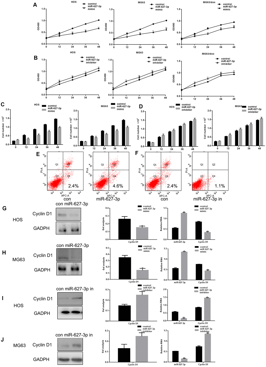 MiR-627-3p inhibits osteosarcoma cell proliferation. (A, B) MTT assays showing cell proliferation after transfection with miR-627-3p mimic/inhibitor in HOS, MG63 and MG63/dox cells. Data are the mean ± SEM. ** PC, D) Colony formation assays showing HOS and MG63 cell proliferation after transfection with miR-627-3p mimic/inhibitor. Data are the mean ± SEM. ** PE, F) AV-PI assay showing cell apoptosis among HOS cells transfected with miR-627-3p mimic/inhibitor. (G–J) Western blot and real-time PCR analyses of Cyclin D1 expression in osteosarcoma cells transfected with miR-627-3p mimic/inhibitor. Data are the mean ± SEM. ** P