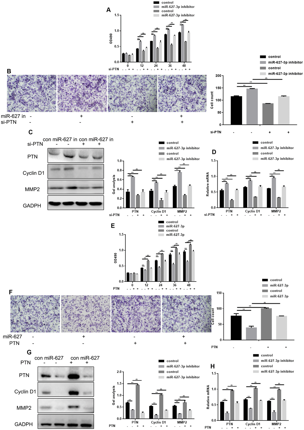 MiR-627-3p suppresses HOS cell proliferation and migration by targeting PTN. (A) MTT assays showing the effects of miR-627-3p inhibitor and PTN siRNA on cell proliferation. Data are the mean ± SEM. ** PPB) Transwell assays showing the effects of miR-627-3p inhibitor and PTN siRNA on cell metastasis. Cells were counted, and results represent the mean ± SD of three experiments. ** PPC, D) Western blot and real-time PCR analysis of the effects of miR-627-3p inhibitor and PTN siRNA on expression of PTN, Cyclin D1 and MMP2. Data are the mean ± SEM. ** PPE) MTT assays showing the effects of miR-627-3p and PTN on cell proliferation. Data are the mean ± SEM. ** PPF) Transwell assays showing the effects of miR-627-3p and PTN on cell metastasis. Shown are counts of migrated cells. Results represent the mean ± SD of three experiments. **PPG, H) Western blot and real-time PCR analysis of the effects of miR-627-3p and PTN on PTN, Cyclin D1 and MMP2 expression. Data are the mean ± SEM. ** PP