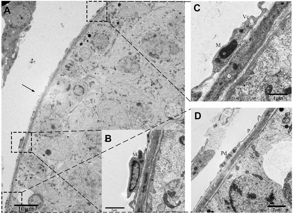 TEM photograph of a telocyte in rat testis. (A) The telocyte is located surround the seminiferous tubule (indicated by the arrow) and shows a distinct cytoplasmic process with a (C) podom containing mitochondria and the vesicles and (D) podomer.(B) The cell body contains small amount of cytoplasm with mitochondria around the nucleus. Higher magnification illustrates the rectangular area. Nu: nucleus; M: Mitochondria;Vc: vesicles; Pd: Podom; P: podomer. Scale Bar = A: 10μm; B: 2μm; C: 1μm; D: 2μm.
