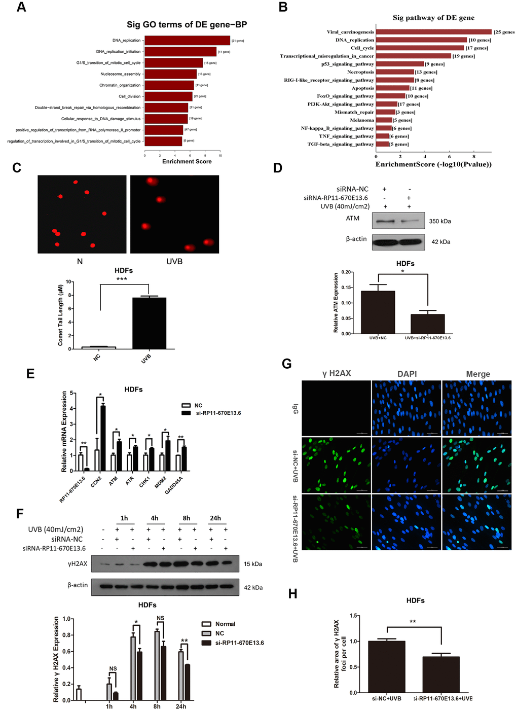 RP11-670E13.6 promoted DNA damage repair. (A) Top significant biological processes for genes whose transcript levels were increased in RP11-670E13.6-depleted HDFs. (B) Top significant Kyoto Encyclopedia of Genes and Genomes pathways for genes whose transcript levels were increased in RP11-670E13.6-depleted HDFs. (C) Comet tail length was quantified at 24 h after 40 mJ/cm2 UVB irradiation. Representative images are shown. Data are shown as the means ± standard errors of the means. (D) Representative image of western blotting results for the effects of RP11-670E13.6 on the expression of ATM protein in HDFs. (E) Relative expression of the indicated DNA damage-associated genes was determined by qRT-PCR in RP11-670E13.6-depleted HDFs and negative controls. Data are shown as the means ± standard errors of the means based on at least three independent experiments. (F) HDFs were mock treated or transfected with siRNA against RP11-670E13.6. Two days after transfection, the cells were UVB (40mJ/cm2) irradiated and analyzed for H2AX phosphorylation at the indicated time points by western blot. (G) HDFs were mock treated or transfected with siRNA against RP11-670E13.6. Two days after transfection, the cells were UVB (40mJ/cm2) irradiated and analyzed for H2AX phosphorylation at 24h post-irradiation by immunofluorescent staining. (H) Quantification of γH2A.X foci expressed as mean relative area per cell. Twenty nuclei from the HDFs transfected with RP11-670E13.6 siRNA and control siRNA were examined. P values were determined by Student’s t-tests. *P P P 