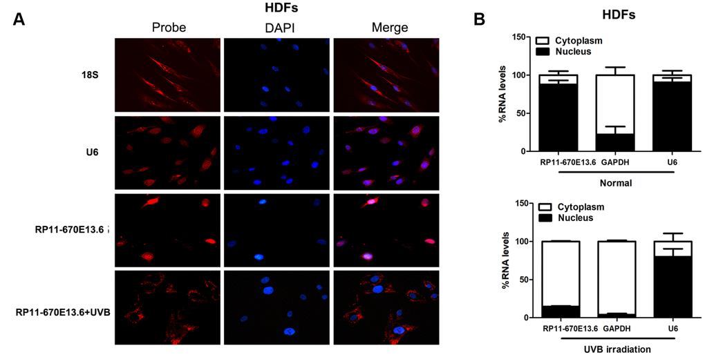 RP11-670E13.6 cellular localization. (A) FISH images showing localization of RP11-670E13.6 in HDFs treated with or without UVB irradiation for 24 h. (B) Percentage of nuclear and cytoplasmic RNA levels of RP11-670E13.6, U6 and GAPDH measured by qRT-PCR after subcellular fractionation in HDFs irradiated or not irradiated with UVB for 24 h. Data are shown as the means ± standard errors of the means based on at least three independent experiments. P values were determined by Student’s t-tests. *P P P 