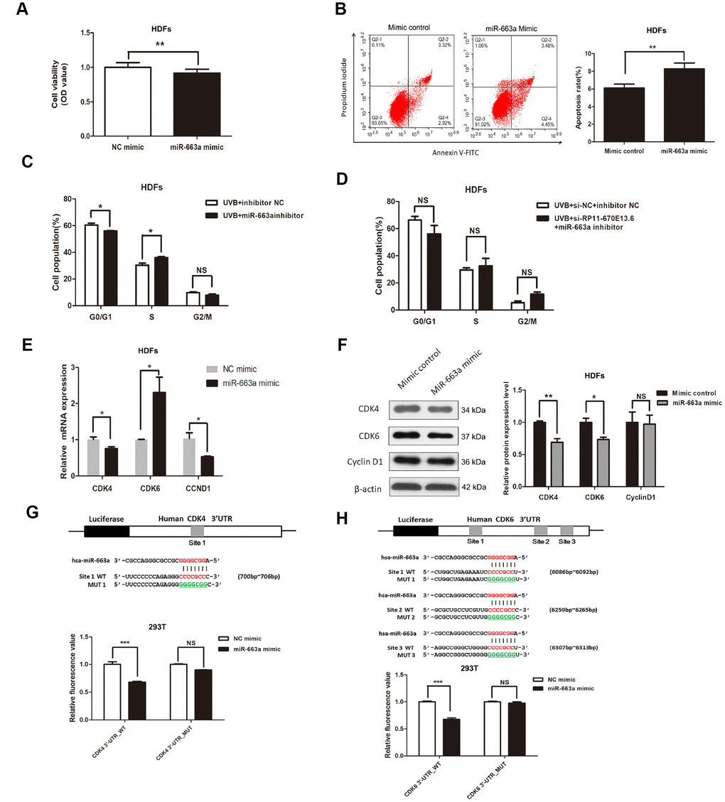 miR-663a promoted cellular senescence by targeting CDK4 and CDK6. (A) CCK-8 assays were used to detect the effect of miR-663a on HDF viability. Data are shown as the means ± standard errors of the means based on at least three independent experiments. (B) Flow cytometry depicted the percentages of apoptosis in HDFs transfected with miRNA mimics control and miR-663a mimics. (C) After miRNA inhibitor transfection for 48h, the cell cycle distribution of HDFs at 24 h post-UVB irradiation. (D) After cotransfection with siRNA and miRNA inhibitor for 48h, the cell cycle distribution of HDFs at 24 h post-UVB irradiation. (E) miR-663a negatively regulated the expression of CDK4 and CCND1, but positively regulated CDK6 at mRNA levels. (F) miR-663a negatively regulated the expression of Cdk4 and Cdk6 at protein levels, but had no effect on the expression of CyclinD1. (G) Putative binding site of miR-663a in the 3′-UTR of CDK4 and the sites of target mutagenesis are indicated. Luciferase activity in HDFs, demonstrating the effects of miR-663a on the expression of its target gene CDK4. (H) Putative binding site of miR-663a in the 3′-UTR of CDK6 and the sites of target mutagenesis are indicated. Luciferase activity in HDFs, demonstrating the effects of miR-663a on the expression of its target gene CDK6. Data are shown as the means ± standard errors of the means based on at least three independent experiments. P values were determined by Student’s t-tests. *P P P 