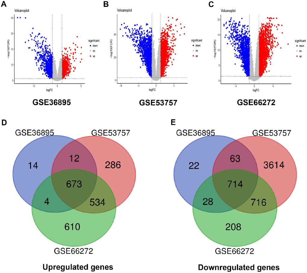 Differentially expressed genes and common differentially expressed genes in three datasets. (A–C) The volcano plots visualize the differentially expressed genes in GSE36895, GSE53757 and GSE66272, respectively. The red nodes represent upregulated genes. The green nodes represent downregulated genes. (D–E) Common differentially expressed genes in three datasets.