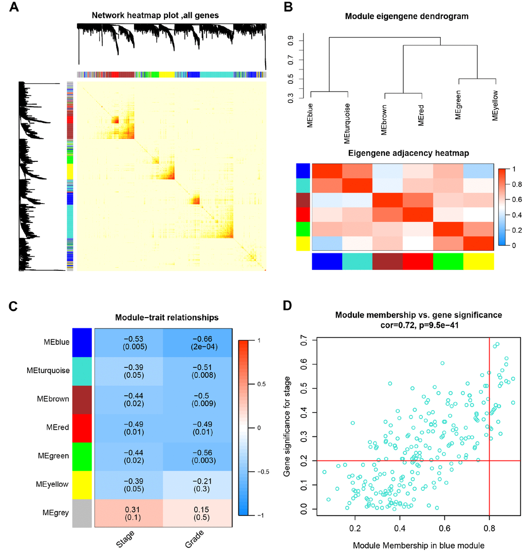 Identification of modules associated with the clinical traits. (A) Interaction relationship analysis of co-expression genes. Different colors of horizontal axis and vertical axis represent different modules. The brightness of yellow in the middle represents the degree of connectivity of different modules. There was no significant difference in interactions among different modules, indicating a high-scale independence degree among these modules. (B) Module eigengene dendrogram and eigengene network heatmap summarize the modules yielded in the clustering analysis. (C) Heatmap of the correlation between module eigengenes and pathological stage and grade. The blue module was significantly correlated with stage and grade. (D) Scatter plot of module eigengenes in blue module.