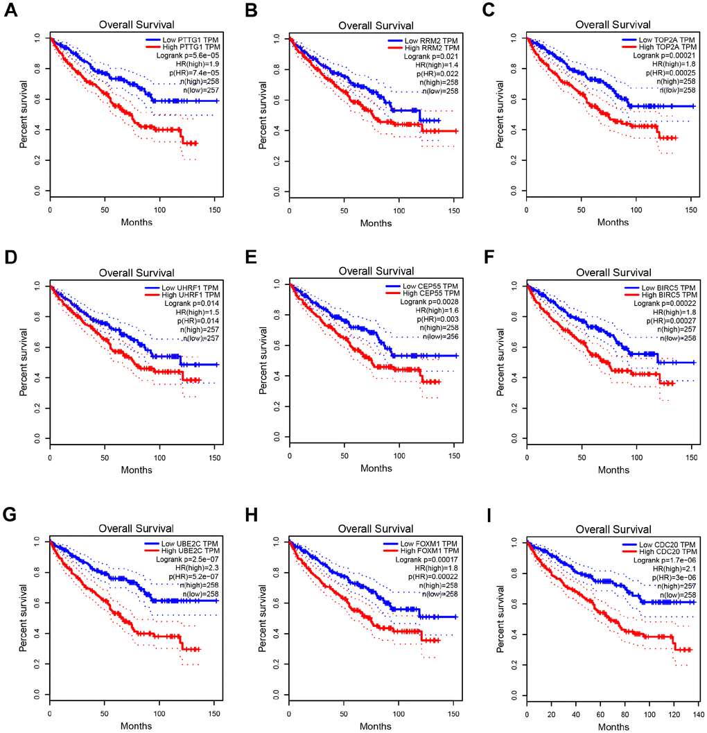 Overall survival analysis of 9 key genes in ccRCC (based on TCGA data in GEPIA). (A–I) Expression levels of PTTG1, RRM2, TOP2A, UHRF1, CEP55, BIRC5, UBE2C, FOXM1 and CDC20 are significantly related to the overall survival of patients with ccRCC (P 