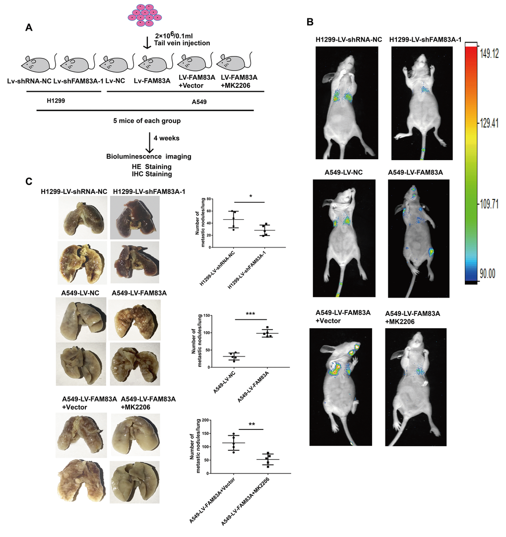 Increased FAM83A expression promoted lung metastasis in vivo, and inhibition of AKT reduced the metastatic foci owing to FAM83A overexpression. (A) Schematic diagram of the metastasis model in mice. (B) Stable H1299-LV-shFAM83A-1 or A549-LV-FAM83A cells (each also expressing luciferase) were transplanted into nude mice (tail vein injection). Two groups of nude mice overexpressing FAM83A were then treated with 30% Captisol diluents (Vector) or MK2206 at a dose of 50 mg/kg three times a week. Tumor formation in the lungs and distant metastasis were monitored by bioluminescence imaging. (C) Representative images and summary of the number of lung metastatic nodules. Error bars: mean ± SD (n=3). *p