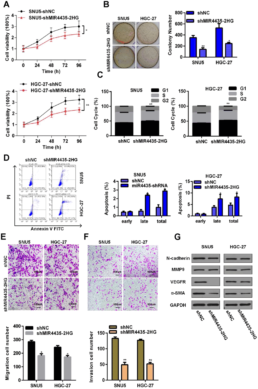 Depletion of MIR4435-2HG in GC cells inhibits cell growth and metastasis in vitro. (A) MIR4435-2HG knockdown inhibited cell proliferation (CCK8 assays) (*P **P B) Colony formation assays were used to evaluate SNU5 and HGC-27 cell proliferation after inhibiting expression of MIR4435-2HG (*P **P C) The cell cycle was analyzed using flow cytometry after knocking down MIR4435-2HG (**P D) Flow cytometric apoptosis assays were used to analyze the incidence of apoptosis after silencing MIR4435-2HG (*P E) MIR4435-2HG inhibition decreased cell migration in transwell assays (*P F) Transwell assays used to assess the invasiveness of cells with downregulated MIR4435-2HG (**P G) Expression of N-cadherin, MMP-9, VEGF and α-SMA in SNU5 and HGC-27 cells was detected by WB after decreasing MIR4435-2HG expression.