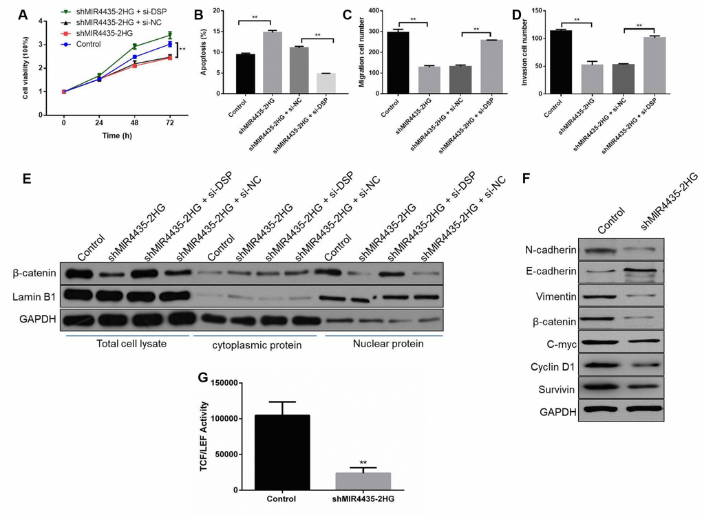 MIR4435-2HG regulates Wnt/β-catenin signaling through DSP to promote GC tumorigenesis and progression. (A) CCK8 assays were used with the HGC-27 cells co-transfected with shMIR4435-2HG and si-DSP (**P B) The incidence of apoptosis among HGC-27 cells co-transfected with shMIR44352HG and si-DSP was determined using flow cytometry (**P C, D) Transwell assays were used to assess cell migration and invasion in the group co-transfected with shMIR4435-2HG and si-DSP (**P E) WB was performed to assess expression of β-catenin and lamin B1. (F) Levels of E-cadherin, N-cadherin, vimentin, c-Myc, cyclin D1, survivin and β-catenin within tumor tissue were determined using WB. (G) TCF/LEF transcriptional activity was determined by dual-luciferase assays in HGC-27 cells in response to MIR4435-2HG inhibition.