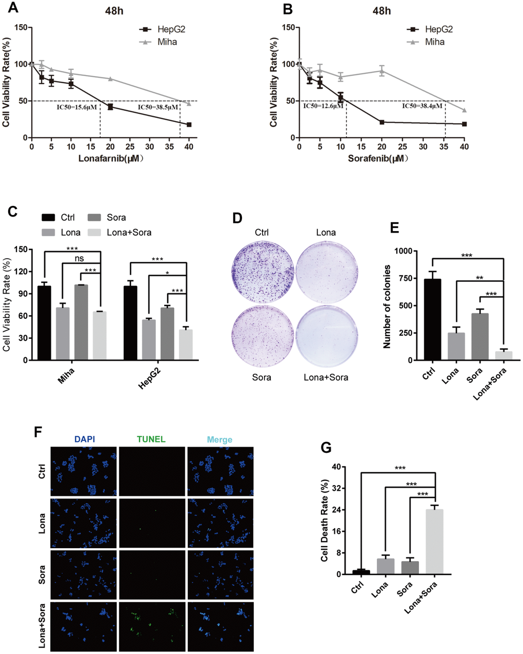 Combination treatment of lonafarnib and sorafenib inhibits HepG2 cell growth. (A and B) HepG2 and MIHA cells were subjected to CCK-8 assay with escalatory concentrations of lonafarnib or sorafenib. The IC50 value at 48 h was determined in these cell lines: HepG2 (lonafarnib: 15.6 μM, sorafenib: 12.6 μM), MIHA (lonafarnib: 38.5 μM, sorafenib: 38.4 μM). (C) Dose escalation effect of lonafarnib and sorafenib on the viability of HepG2 and MIHA cells measured at 48 h by CCK-8 assay. ns, P > 0.05; *P D) Colony formation assay in HepG2 cells. Cells were treated with lonafarnib (10 μM) and/or sorafenib (5 μM) for 14 days. At the end of this period, cells were stained with 0.5% crystal violet. (E) The number of colonies is calculated and presented as the means ± SD of triplicates. **P F) Representative image of TUNEL assay. HepG2 cells were maintained in 10 μM lonafarnib and/or 5 μM sorafenib for 48 h. The green puncta indicate the broken DNA fragment in cells. (G) The number of TUNEL-labeled DNA fragments were presented as the means ± SD of triplicates. ***P 