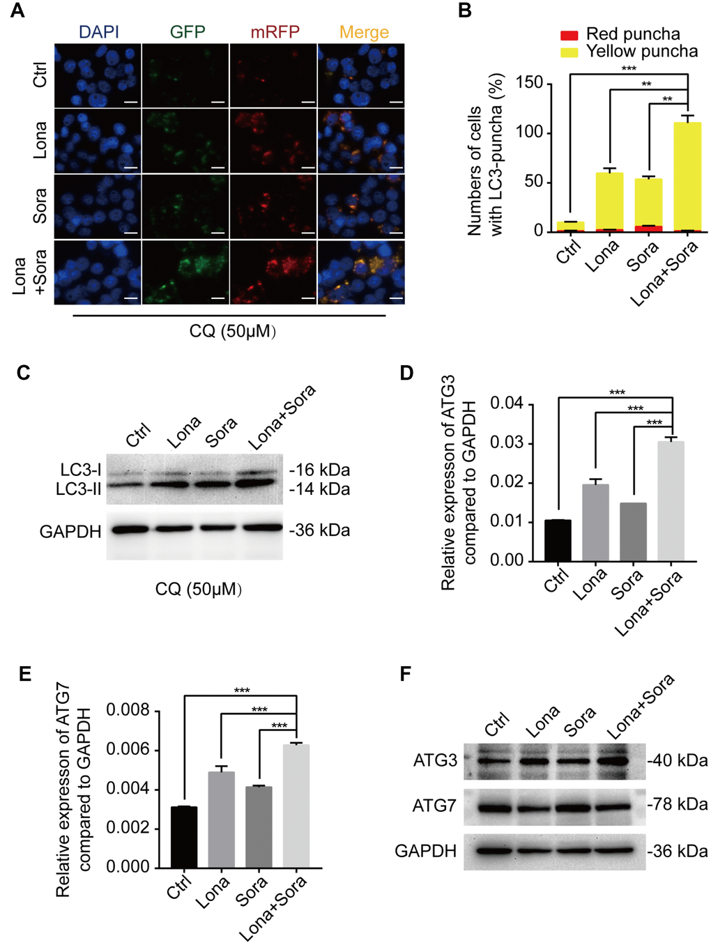 ATG3 is involved in the autophagic flux induced by lonafarnib and sorafenib co-treatment. (A) HepG2 cells were transfected with mRFP-GFP-LC3 reporter after treatment with lonafarnib (10 μM) and/or sorafenib (5 μM) plus CQ (50 μM) for 48 h. Microscopy images merged with GFP, RFP and DAPI fluorescence of representative cells. Scale bar = 10 μm. (B) The numbers of autophagosomes and autolysosomes were summarized and the data were presented as the means ± SD of triplicates. **P C) Western blot analysis of protein levels of LC3B. HepG2 cells were treated with lonafarnib and/or sorafenib in the presence of CQ (50 μM). (D) and (E) mRNA expression of ATG3 and ATG7 performed by qPCR assay. ***P F) Western blot analysis of ATG3 and ATG7 protein. HepG2 cells were treated as indicated.