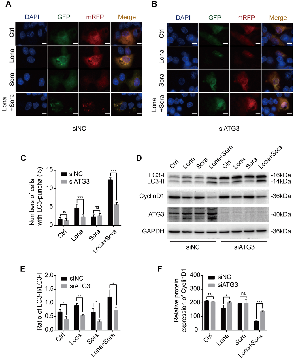 Knockdown of ATG3 attenuates the autophagic flux induced by lonafarnib and sorafenib co-treatment. (A) and (B) Detection of autophagic flux with the mRFP-GFP-LC3 reporter in HepG2 cells in response to siRNA treatments of negative control (NC) and ATG3 under a microscope. Scale bar = 10 μm. (C) Quantification of cells with LC3 puncta as indicated. ns, P > 0.05; ***P D) Western blot analysis was performed to detect changes in LC3B and cyclin D1 proteins in cells transfected with indicated siRNAs. (E) and (F) Ratio of the conversion of LC3B-I to LC3B-II (E) and expression of cyclin D1 (F). ns, P > 0.05; *P 