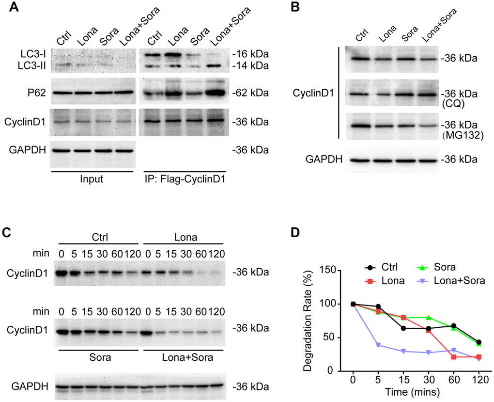 Cyclin D1 is degraded in the autophagic flux induced by lonafarnib and sorafenib co-treatment. (A) HepG2 cells were transfected with Flag-Cyclin D1 plasmid. Cell lysates were immunoprecipitated with anti-Flag agarose followed by immunoblotting to investigate the levels of LC3B, P62, and cyclin D1 proteins. (B) Cells were maintained in the presence of MG-132 or CQ for another 12 h after treatment with lonafarnib and/or sorafenib. Western blotting was used to detect changes in cyclin D1 protein expression. (C) HepG2 cells were treated as indicated, and western blot assay was used to detect cyclin D1 protein degradation. (D) The protein degradation rates of cyclin D1 were quantified in (C).