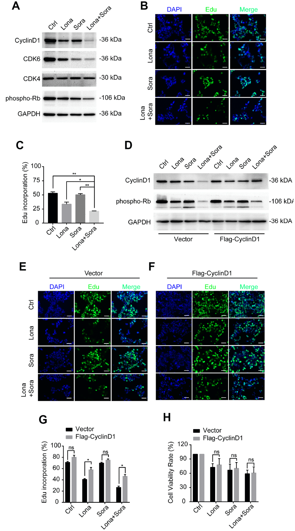 Degradation of cyclin D1 caused by lonafarnib and sorafenib co-treatment inhibits DNA synthesis. (A) HepG2 cells were treated with lonafarnib and/or sorafenib for 48 h. Protein expression levels were determined using the antibodies as indicated. (B) HepG2 cells were treated with lonafarnib and/or sorafenib for 48 h. DNA synthesis was analyzed by Edu staining. (C) Quantification of Edu positive straining in (B) was shown in the diagram.. *P E and F) Representative image of Edu staining in HepG2 cells transfected with vector control or Flag-Cyclin D1. (G) Quantification of Edu positive straining in (E) and (F). ns, P > 0.05; *P H) HepG2 cells were treated with lonafarnib and/or sorafenib for 48 h, and cell viability was evaluated by CCK-8 assay. ns, P > 0.05.