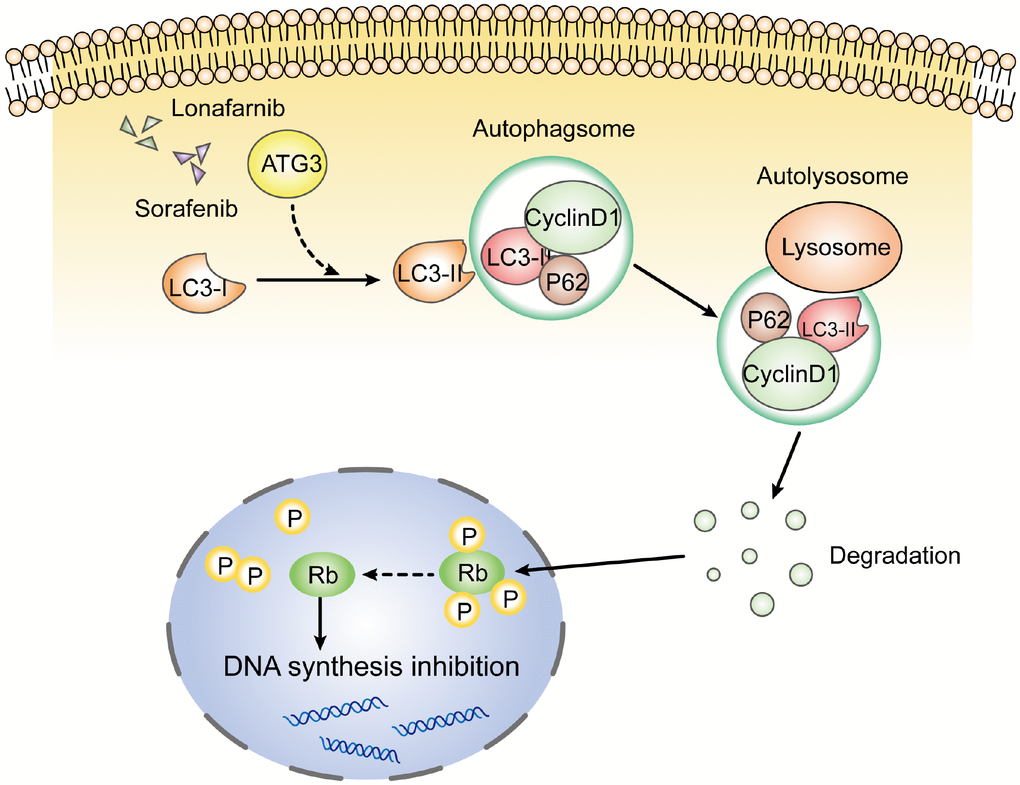 Schematic model of this study. After the combination treatment of lonafarnib and sorafenib, ATG3 protein was increased and facilitated the conversion of LC3-I to LC3-II, which activates the autophagic flux that recruits cyclin D1 protein into autolysosome and promotes its degradation. The lack of cyclin D1 leads to hypophosphorylation of Rb protein, and subsequent inhibition of DNA synthesis.