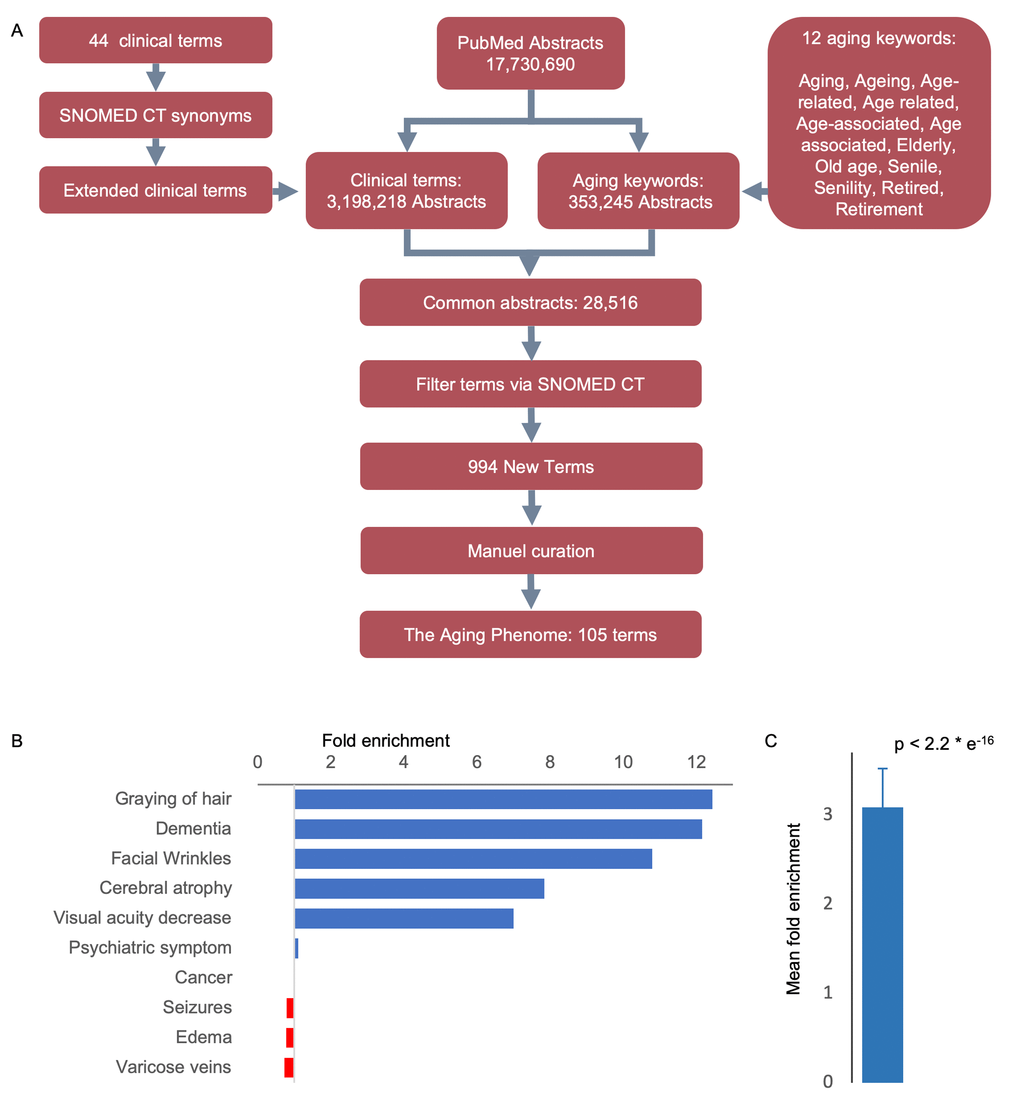 An approach to identifying age-related features. (A) Workflow-diagram of the project. (B) Top and bottom clinical terms that are enriched in the aging dataset (see Figure S1 for the expanded list). (C) Mean enrichment of the terms (Mean ± SEM, n = 44, p-value determine by Chi-square test, see Figure S2 for individual terms).