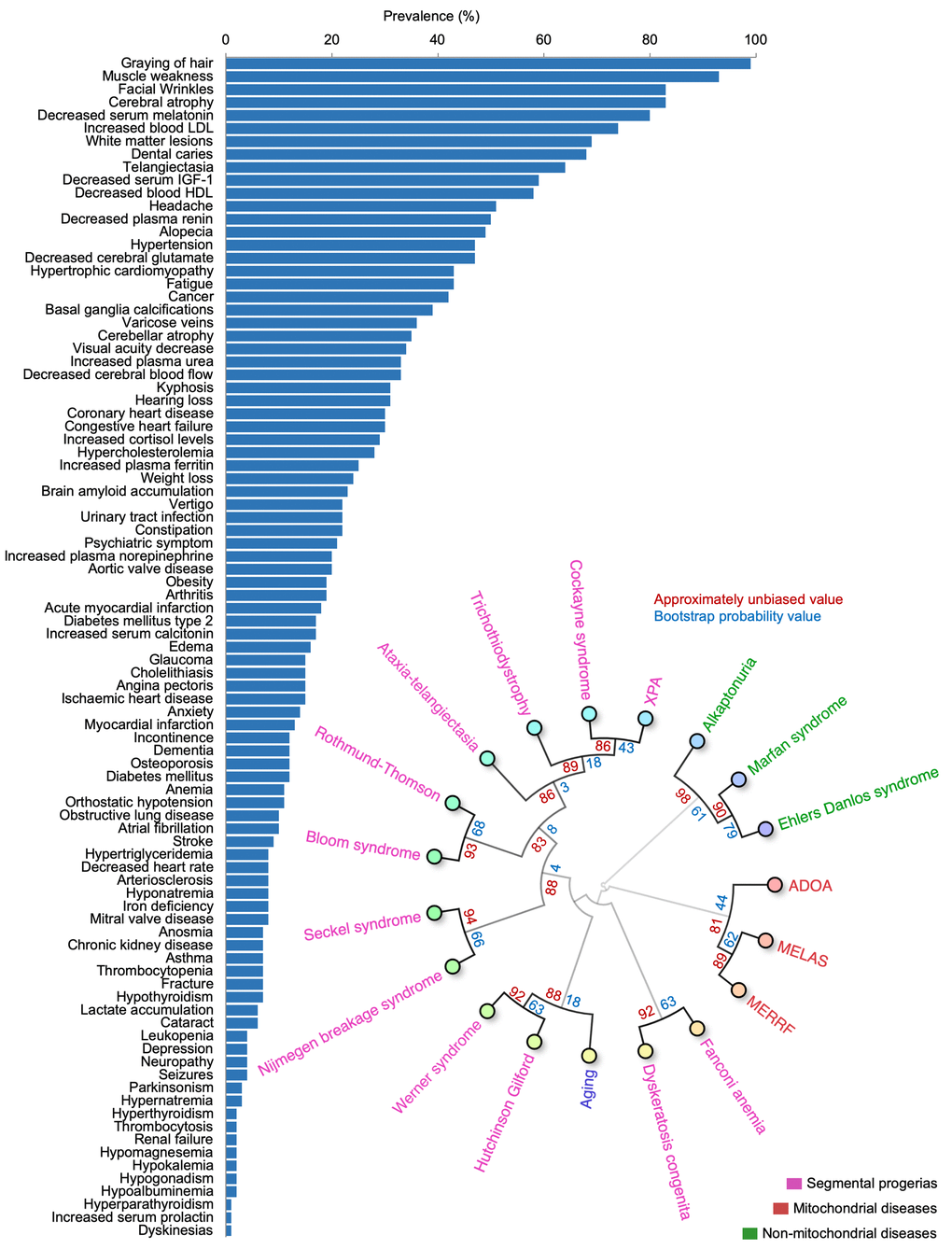 The aging phenome. (A) The prevalence of features in the elderly (manually curated literature describing 76,928,696 individuals). HDL: High density lipoprotein, IGF-1: Insulin like growth factor-1, LDL: Low density lipoprotein (B) Agglomerative hierarchical clustering using uncentered similarity and average linkage of aging and genetic diseases (red: primary mitochondrial disorders, green: non-mitochondrial disorders, purple: segmental progerias). The approximately unbiased value is shown in red while the bootstrap probability value is shown in blue. ADOA: Autosomal dominant optic atrophy, MELAS: Mitochondrial encephalopathy, lactic acidosis, and stroke-like episodes, MERRF: Myoclonic epilepsy with ragged-red fibers, XPA: Xeroderma pigmentosum complementation group A.