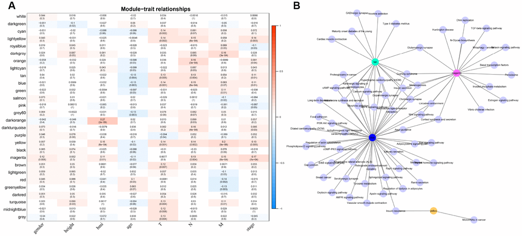 The correlation analysis between modules and clinical factors. (A) Correlation heat map shows the association between 27 modules and CRC clinical factors (gender, height, BMI, age, T, N, M, stage). The vertical axis represents these identified 27 modules and the horizontal axis corresponds to involved clinical factors, respectively. The corresponding correlation and p value are shown in the first line and the second line respectively. (B) The network topology shows enrichment pathways among four phenotypical related modules.