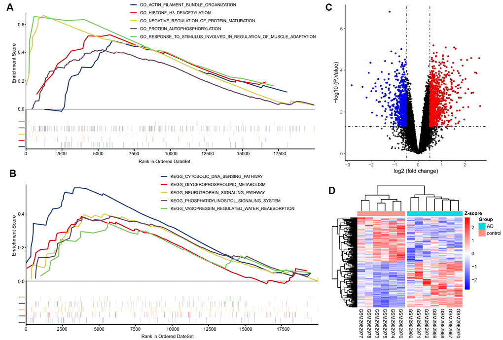 GSEA, difference analysis and cluster analysis. (A) Five of the most significantly enriched BP gene ontology (GO) terms. (B) Five KEGG pathways with the most significant enrichment. The mini vertical line indicates genes. (C) Volcanic maps of differentially expressed genes. Red indicates genes upregulated in AD; blue, genes downregulated in AD. (D) Cluster analysis heatmap showing how these expression patterns of these DEGs can distinguish AD from normal control tissues.