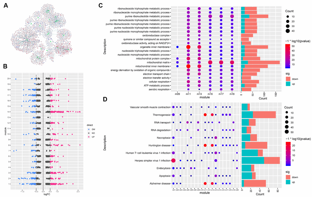 Gene modules and functional enrichment. (A) Gene modules and related genes. The green node indicates the module; red, genes upregulated in AD; blue, genes downregulated in AD. (B) Differentially expressed genes in each module. (C) GO Enrichment Analysis. Enrichment increases significantly going from blue to red. The larger the circle, the more significant the proportion of module genes present among GO functional entry genes. (D) Enrichment analysis of KEGG pathway of the module gene. From blue to red, the enrichment increases significantly. The larger the circle, the more significant the proportion of module genes present among KEGG pathway entry genes.