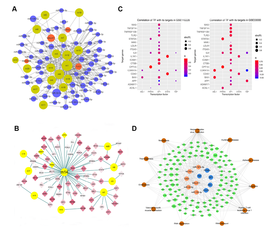 Modular network regulation map of gene-related ncRNA/TFs. (A) Map of gene module regulation by ncRNAs. Brown indicates modules; red, long non-coding RNA; and blue, microRNA. The size of the node reflects the node's degree. (B) Map of modular genes and the TFs regulating them. Yellow dots indicate modules; diamonds, transcription factors; red, genes upregulated in AD; and blue, genes downregulated in AD. Yellow diamond nodes indicate expression that is not significantly different between AD and control samples. (C) Correlation of TFs with their targets. Abbreviations: abs, absolute value; R, Pearson correlation coefficient. (D) Integrated regulatory network of ncRNA/TF-target genes-pathways. Orange indicates non-coding RNA; blue, TF; green, module gene; and brown, pathway.