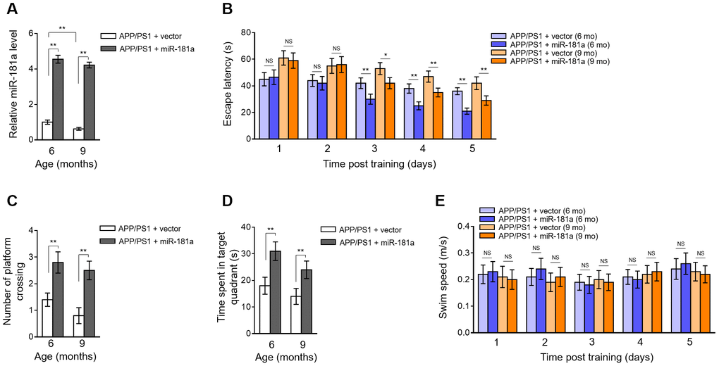 Lentiviral overexpression of miR-181a via intrahippocampal injection ameliorates cognitive deficits in APP/PS1 mice. (A–E) Lentiviral empty vector or lentiviral miR-181a expressing vector was injected into the hippocampus of APP/PS1 mice aged 5-month-old or 8-month-old. Eight mice were included in each group. One month later, mice were used for subsequent biochemical and behavior analyses. (A) The expression of miR-181a in the brain was determined by qRT-PCR analysis. U6 was used as an internal control. Data are expressed as relative to that of 6-month-old mice infected with lentiviral empty vector. (B) Spatial learning of APP/PS1 mice aged 6-month-old or 9-month-old was measured as escape latency (s) in water maze at different days after training. (C–D) Spatial memory of APP/PS1 mice was evaluated by probe trials performed at 24 h following the last training session. The number of platform location crossings (C) and time (s) spent in target quadrant (D) was recorded. (E) Swimming speed of APP/PS1 mice aged 6-month-old or 9-month-old was recorded. All data are mean ± SD, and compared by one-way ANOVA followed by Tukey’s post-hoc tests. **, P 