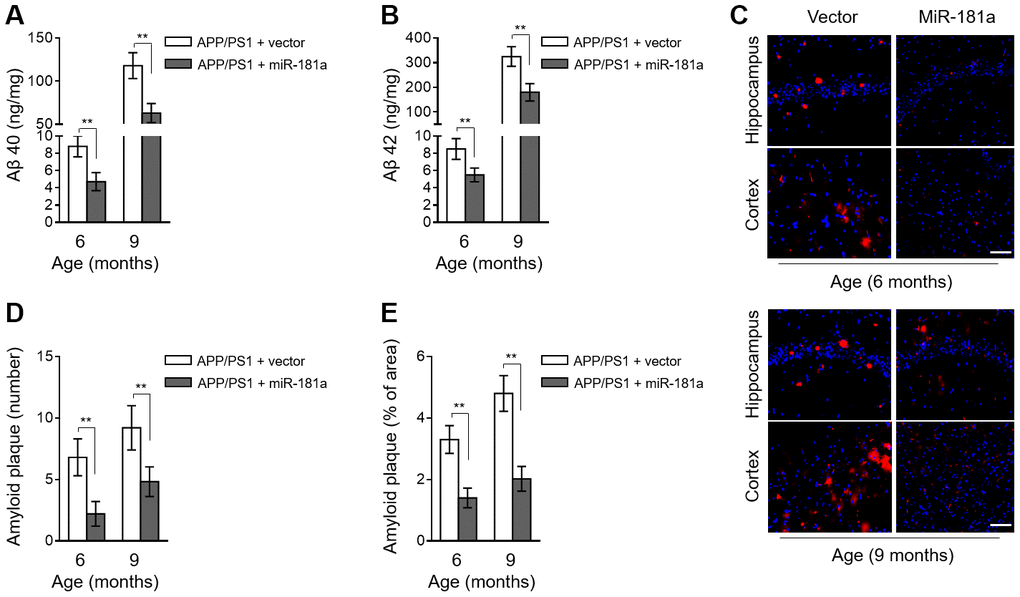 MiR-181a ameliorates amyloid plaque deposition in APP/PS1 mice. (A–E) Lentiviral empty vector or lentiviral miR-181a expressing vector was injected into the hippocampus of APP/PS1 mice aged 5-month-old or 8-month-old. Eight mice were included in each group. One month later, mice were used for subsequent biochemical analyses. (A–B) The level of Aβ 40 (A) and Aβ 42 (B) in APP/PS1 mice was measured by ELISA assay. Data are expressed as ng Aβ 40 or Aβ 42 per mg total protein samples. (C–E) The slices of mouse brain were stained with thioflavin-S to show plaques in hippocampus (upper) and cortex (lower). (C) The representative images are shown. The plaques were shown with red fluorescence and cell nuclei were highlighted by DAPI staining. Scale bar, 50 μm. (D–E) Quantification analysis of the number (D) and area (E) of amyloid plaque shown as in (C). All data are mean ± SD, and compared by one-way ANOVA followed by Tukey’s post-hoc tests. **, P 