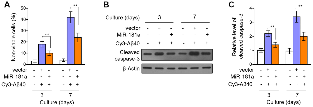 MiR-181a protects against Aβ accumulation-induced pericyte apoptosis. (A–C) Murine brain pericytes were isolated and cultured in DMEM medium. Pericytes were infected with lentiviral empty vector or lentiviral miR-181a expressing vector. Two days later, pericytes were cultured with or without 5 mM Aβ40 for consecutive 3 or 7 days. (A) Cell death was evaluated by Trypan blue staining. Results are expressed as percentage of Trypan blue positive cells (non-viable) among total cell number (%). Data are mean ± SD (n = 5). (B–C) The expression of cleaved caspase-3 was determined by Western blotting analysis. β-actin was used as a loading control. The representative blot images (B) and quantification analysis of cleaved caspase-3 expression (C) are shown. Data are mean ± SD (n = 3). Dara were compared by one-way ANOVA followed by Tukey’s post-hoc tests. **, P 
