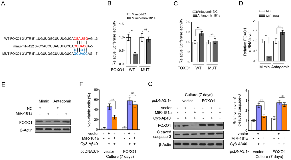miR-181a protects pericytes by directly targeting FOXO1. (A) Specific binding sequence of miR-181a in the 3’-UTR of mouse FOXO1 mRNA (upper). The mutant sequence of 3’-UTR of mouse FOXO1 mRNA is also shown (below). (B) HEK293 cells were cotransfected negative control (NC) mimic or miR-181a mimic with dual-luciferase reporter plasmid expressing 3’-UTR of wild-type FOXO1 (WT) or mutant FOXO1 (MUT). Two days later, the luciferase activity was measured. Results are expressed as relative to NC. Data are mean ± SD (n = 3). (C) HEK293 cells were cotransfected negative control (NC) antagomir or miR-181a antagomir with dual-luciferase reporter plasmid expressing 3’-UTR of WT FOXO1 or MUT FOXO1. Two days later, the luciferase activity was measured. Results are expressed as relative to NC. Data are mean ± SD (n = 3). (D) Murine brain pericytes were transfected with NC mimic or miR-181a mimic, or NC antagomir or miR-181a antagomir. Three days later, the expression of FOXO1 was determined by qRT-PCR analysis. U6 was used as an internal control. Results are expressed as relative to NC. Data are mean ± SD (n = 3). (E) Pericytes were treated as in (D). The expression of FOXO1 was determined by Western blotting analysis. β-actin was used as a loading control. The representative blot images are shown (n = 3). (F–G) Murine brain pericytes were transfected with pcDNA3.1-vector or pcDNA3.1-FOXO1. Two days later, pericytes were cultured with or without 5 mM Aβ40 for consecutive 7 days. (F) Cell death was evaluated by Trypan blue staining. Results are expressed as percentage of Trypan blue positive cells (non-viable) among total cell number (%). Data are mean ± SD (n = 5). (G) The expression of FOXO1 and cleaved caspase-3 was determined by Western blotting analysis. β-actin was used as a loading control. The representative blot images (left) and quantification analysis of cleaved caspase-3 expression (right) are shown. Data are mean ± SD (n = 3). Dara were compared by one-way ANOVA followed by Tukey’s post-hoc tests. **, P 
