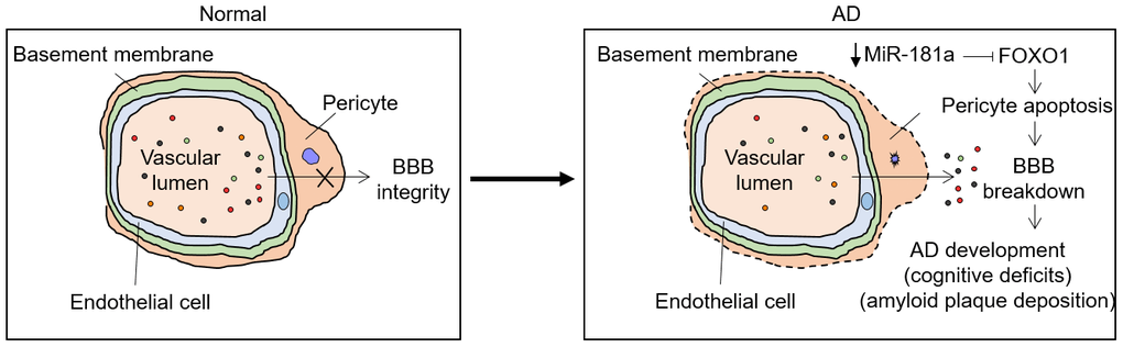 Proposed model for this study. MiR-181a is downregulated during AD development via an unknown mechanism. Normally, miR-181a targets and suppresses FOXO1, one positive regulator of pericyte apoptosis, which induces BBB breakdown and AD development, manifesting cognitive deficits and amyloid plaque deposition. Thus, this feedback regulation may accelerate AD development.