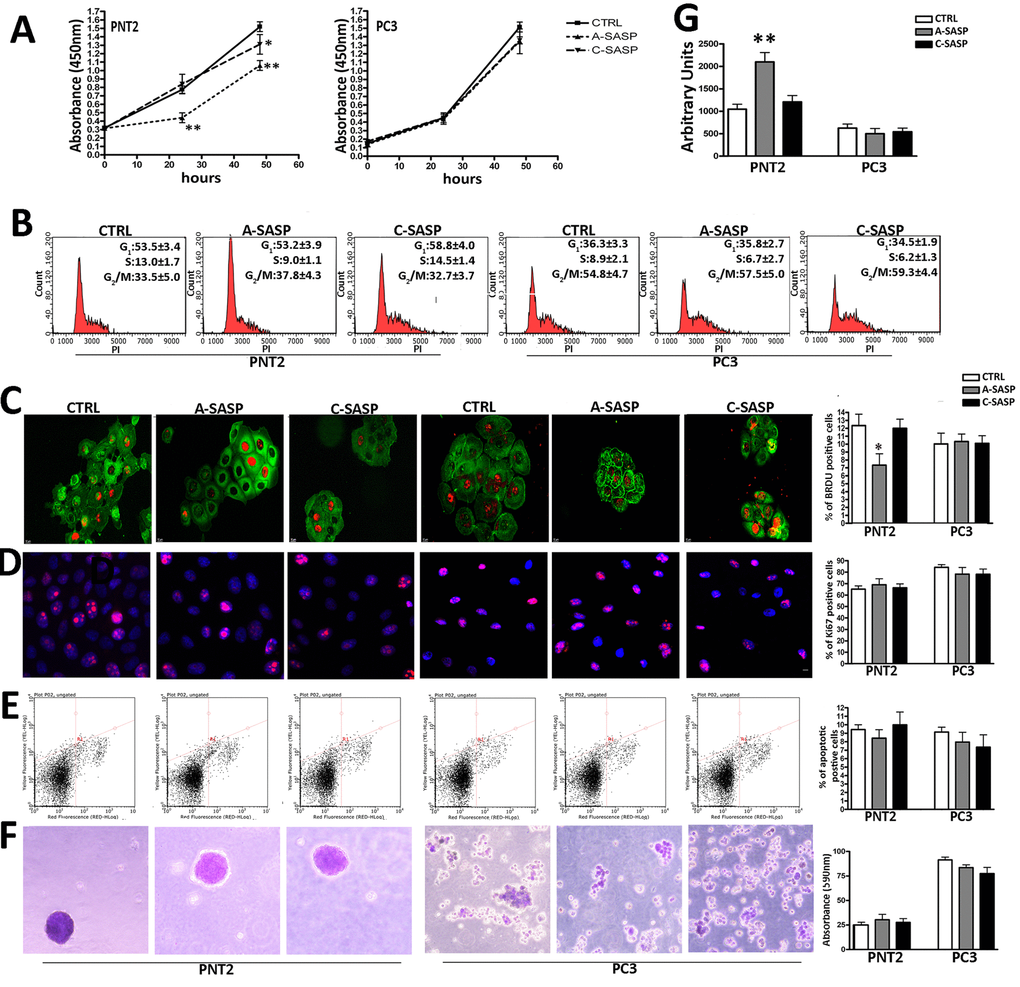 Responsiveness of immortalized and metastatic cancer cells to A-SASP from senescent MSCs. (A) PNT2 and PC3 cell proliferation was determined by Cell Counting Kit-8 (CCK-8) colorimetric assay (Dojindo, Germany). On the left, PNT2 proliferation in control medium (CTRL) and in media containing either an A-SASP or C-SASP. On the right, PC3 proliferation (data are expressed with standard deviation SD, n = 3, *p B) Representative cell cycle FACS analysis of PNT2 and PC3 cultures treated with SASPs. (n=3 ± SD). (C) Representative micrographs of BrdU immunostaining (red) on PNT2 and PC3 cultures treated with SASPs. Cell cytoplasms were stained with actin (green). The graph shows the percentage of cycling (BrdU-positive) PNT2 and PC3 cells in the presence of different SASPs (n = 3 ± SD, *p D) Representative micrographs of Ki67 immunostaining (red) on PNT2 and PC3 cultures treated with SASPs. Cell nuclei were stained with DAPI (blue). The graph shows the percentage of cycling (Ki-67-positive) PNT2 and PC3 cells in the presence of different SASPs (n = 3 ± SD). (E) Representative apoptosis FACS analysis. The experiments were carried out after treatment with SASPs. The assay allows the identification of early (Annexin V + and 7ADD −) and late apoptosis (Annexin V + and 7ADD +). The histogram shows the global percentage of Annexin V-positive cells. Data are expressed with standard deviation (n = 3 ± SD). (F) Representative micrographs of colony in suspension from PNT2 and PC3 cultures treated with SASPs. Colonies were identified by crystal violet staining. The table shows the 590 nm absorbance of crystal violet released by colonies after de-staining samples in 100% methanol (n = 3 ± SD) [26]. (G) MUG quantitative senescence assay in PNT2 and PC3 cultures. The graph shows mean percentage value of senescence. 4-MUG is a beta-galactosidase substrate that does not emit fluorescence until cleaved by the enzyme to generate the fluorophore 4-methylumbelliferone. In the different experimental conditions, weperformed an assay on cell lysates to monitor the fluorophore production; the results are shown in the graph and are expressed as arbitrary units (n = 3 ± SD **p