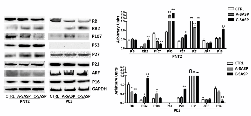 Western blot analysis of an SASP effects the SASP on immortalized and metastatic cancer cells. The picture shows the expression levels of proteins involved in regulation of cell cycle, senescence, and apoptosis. GAPDH was used as a loading control. The graph shows mean expression levels, n = 3 ±SD, *p 