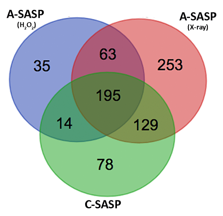 Comparison of SASP contents. Venn diagram showing common and specific proteins among secretomes obtained from X-ray-irradiated or H202-treated or senescent-replicative MSCs.