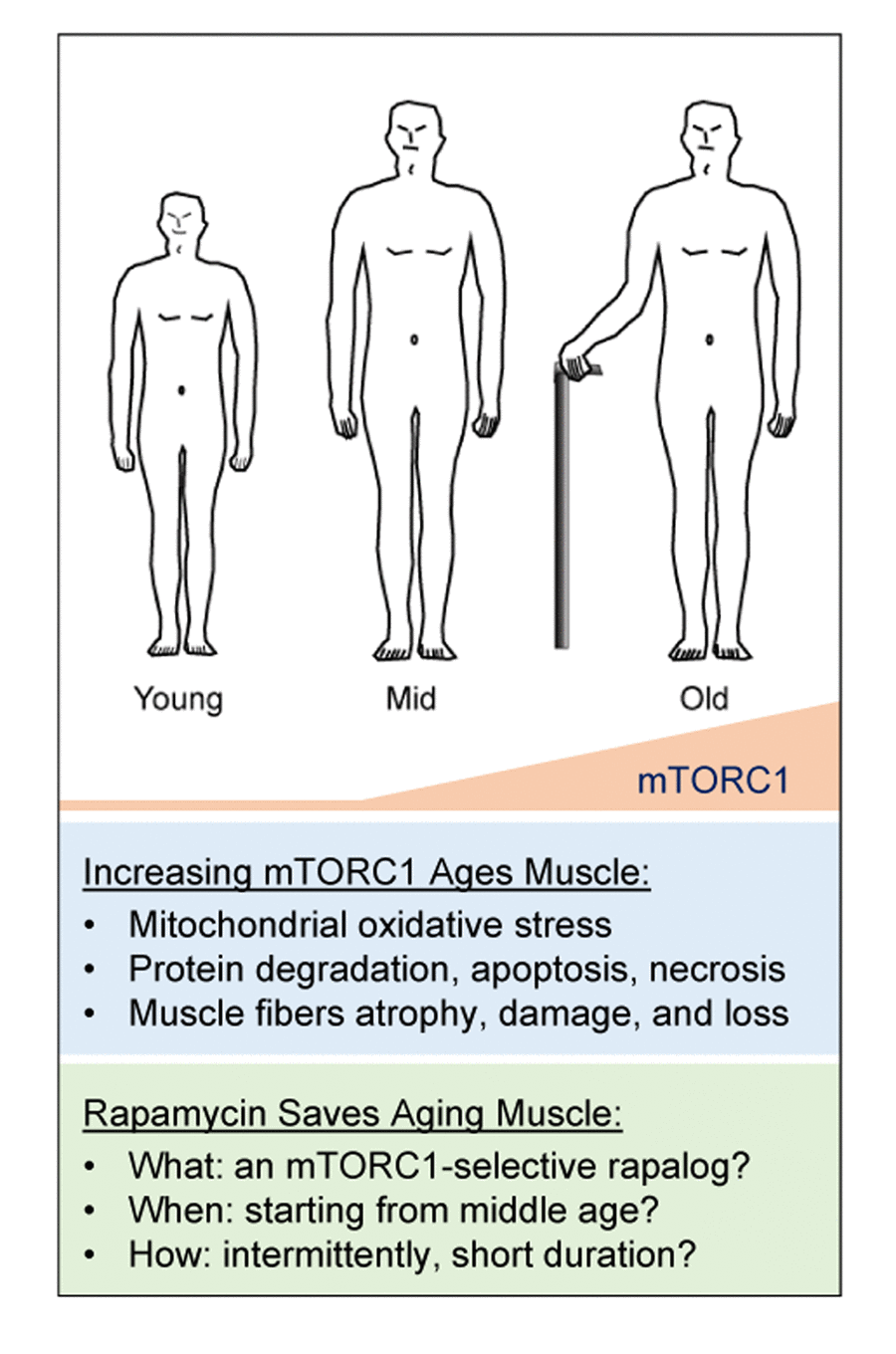 A hypothetical view of the etiology and therapy of sarcopenia. mTORC1 activity increases during aging, starting from middle age, resulting in progressively altered mitochondria, leading to mitochondrial oxidative stress and thus catabolism including protein degradation, apoptosis, and necrosis. This elevated catabolic activity results in muscle fiber loss, atrophy, and damage. Therefore, inhibition of mTORC1 activity with rapamycin may rescue skeletal muscle during aging. mTORC1-selective inhibitors and optimized treatment protocols may maximize the beneficial effect of rapalog treatment.
