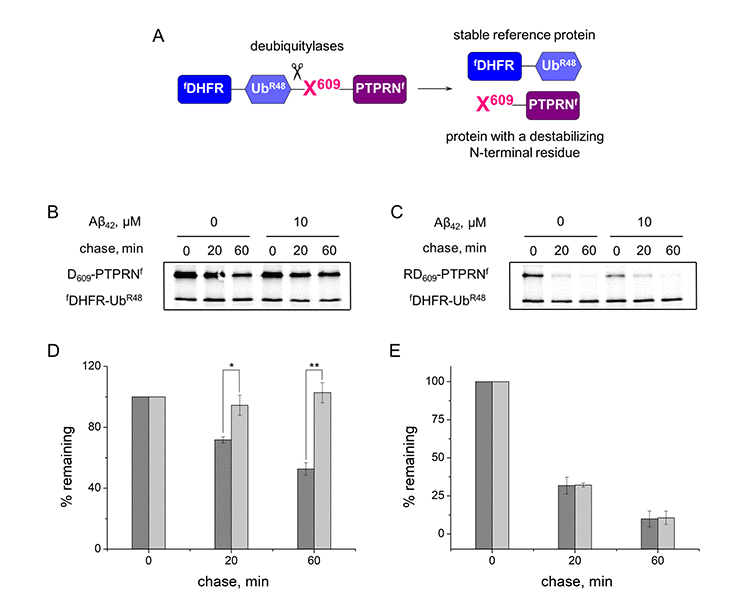 Inhibition effect of Aβ42 (10 μM) on the proteolytic activity of the Arg/N-end rule pathway. (A) Diagram of the fDHFR-UbR48-X609-PTPRNf (X = Asp, Arg-Asp) fusion. Co-translational cleavage of the fusion by deubiquitylases produces a test protein X609-PTPRNf and a stable ’reference’ protein fDHFR-UbR48 at the initially equimolar ratio. (B) Degradation of Asp609-PTPRNf in reticulocyte lysate in the presence or absence of Aβ42. Asp609-PTPRNf was expressed in reticulocyte lysate and co-translationally labeled with 35S-Met for 30 min at 30°C in the presence or absence of Aβ42, followed by a chase, immunoprecipitation with anti-flag M2 antibody, SDS-PAGE, and autoradiography. (C) Same as (B) but with Arg-Asp609-PTPRNf fragment. (D) Quantification of (B). The level of Asp609-PTPRNf was normalized on the level of fDHFR-UbR48. The level of Asp609-PTPRNf detected immediately after stopping of protein expression in reticulocyte lysate (0 min chase) was taken as 100%. "% remaining" is the level of non-degraded Asp609-PTPRNf at shown time points after stopping of protein expression. The absence of Aβ42 - dark-gray column; the presence of Aβ42 – light-gray column. (E) Quantification of (C). Each value is the mean ± SD of at least three independent experiments; *p 