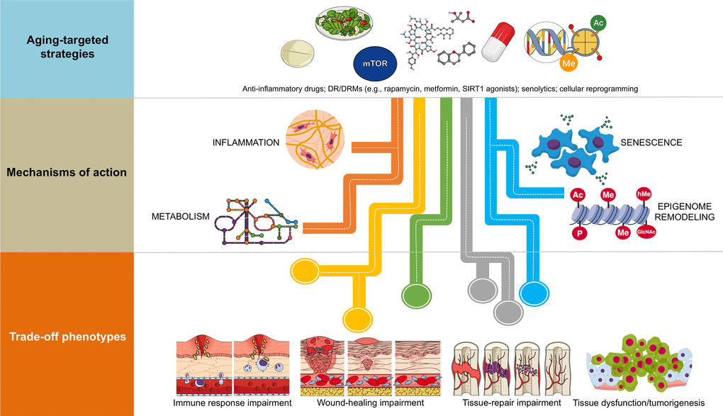 Combinatorial anti-aging strategies: Good and bad directions. (A) Chronic inflammation (or inflamm-aging) is commonly viewed as a central feature in aging and aging-related diseases [6,7,43]. Accordingly, the benefits arising from the anti-inflammatory effects of either dietary interventions/DRM strategies or senolytics might be directly enhanced in combination with well-characterized anti-inflammatory drugs (e.g., aspirin, non-steroidal anti-inflammatory drugs [NSAIDs] or nordihydroguaiaretic acid) [44–49], which may even operate at the hypothalamus level to impede systemic inflammation-driven aging [50]. However, a new paradigm for the role of inflamm-aging and immunosenescence (an aging-related decline in immune parameters that often leads to subclinical accumulation of pro-inflammatory factors and inflamm-aging) in the aging process begins to suggest that successful aging and longevity can only occur when changes in inflamm-aging are balanced by compensatory anti-inflamm-aging mechanisms [51]. In such a scenario, in which the immune/inflammatory system is adapted/remodeled to provide the best possible anti-pathogen protection when the adaptive immune systems fails in the elderly/aged organisms, the preservation of such apparently detrimental changes may be needed for optimal healthspan/longevity. Therefore, the aforementioned combinations (generating exacerbated decreases of the two components of the immunosenescence/inflamm-aging duo) might cause potential harm in terms of immune response impairment to infections in aged individuals. (B) Because many of the aging-associated features that are reverted by partial cell reprogramming are related to senescence [25], and given that cellular reprogramming on its own has been shown to rejuvenate senescent cells [52], a combination of senolytic and reprogramming strategies might provide synergistic anti-aging effects. However, it should be noted that the presence of inflammatory factors such as interleukin-6 (IL-6) in response to injury-induced senescence promotes cellular plasticity and responsiveness of neighboring cells to in vivo reprogramming-like phenomena [23,24]. Indeed, specific pharmacological and genetic removal of senescent cells has been shown to impair in vivo reprogramming efficiency [53]. The routes, kinetics, and intensities that would distinguish between the beneficial and the harmful effects of senescence in terms of the inherent susceptibility of different cell and tissue types to cellular reprogramming remains an important direction for future studies. (C) The cellular epigenome landscape directs cell fate and reflects its health and biological age. Certain dietary interventions (e.g., ketogenic diets), by altering the availability of key regulators for chromatin-modifying enzymes (e.g., the histone deacetylases inhibitor β-hydroxybutyrate), may provide a direct link between metabolism and epigenomic remodeling to extend healthspan and longevity [54,55]. Given the ability of dietary interventions and DRMs to affect the epigenome [31,56–58] and to suppress the development of senescence [59–62], an intriguing possibility is that dietary, pharmacological, and behavioral strategies targeting nutrient-sensing pathways might synergistically interact with cellular reprogramming strategies to provide better anti-aging outcomes. Nonetheless, certain dietary interventions could promote enhanced stemness and tumorigenicity in specific stem cell compartments and differentiated cell types [63,64]. Interference with normal wound healing processes and potentiation of tumorigenesis and cancer progression might therefore occur after excessive perturbation of the epigenome plasticity, as a maladaptive response to a combination of metabolic manipulations and partial reprogramming.