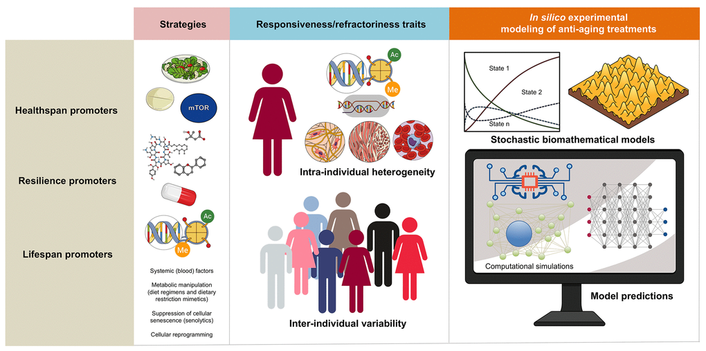 Biomathematical approaches to accelerate the performance and personalize the use of aging-targeted strategies. The benefit/risk ratio of aging-targeted interventions largely depends on intra- and inter-individual variations of susceptibility to the healthspan-, resilience-, and/or lifespan-promoting effects of the interventions. Stochastic biomathematical modeling and computational simulation platforms should be developed as in silico strategies to accelerate the performance of clinical trials targeting human aging, and to provide personalized approaches and robust biomarkers of healthy aging at the individual-to-population levels.