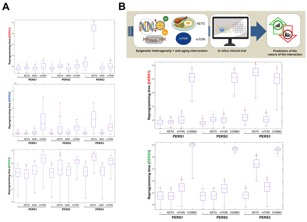 Baseline epigenetic heterogeneity and efficacy of anti-aging strategies: A proof-of-concept in silico trial. We have recently presented a stochastic biomathematical modeling and computational simulation strategy that might be incorporated as a valuable tool for assessing the benefit/risk ratio of therapeutic approaches aimed to target the aging/cancer-related perturbations of the epigenome [35]. Briefly, we quantified the heterogeneity and robustness of differentiation epigenetic and pluripotency regulatory systems (DERS and PERS, respectively) in terms of the average reprogramming time associated with differentiation-primed (benefit) and pluripotency-locked (risk) states. Such calculation can therefore be employed as a proxy of the expected efficacy of a given anti-aging strategy (i.e., longer reprogramming times associate with more efficient anti-aging outcomes). Regarding DERS heterogeneity, we observed three different clusters associated with a differentiated-primed behavior (DERS1), a differentiation-refractory (stem-like) behavior (DERS2), and an indecision behavior (DERS3). Several kinetic parameters associated with histone deacetylase (HDAC, c11) and histone acetylase (HAC, c15 and c16) activities sufficed to account for the distinction between DERS clusters [35]. Regarding PERS heterogeneity, we observed three different clusters defined by the large (PERS1), intermediate (PERS2), and small (PERS3) values of the average waiting time needed for transitioning from closed to open ER states [35]. As a proof of concept, here we considered nine combinatorial scenarios corresponding to all the possible combinations between three different differentiation DERS and PERS challenged with three different anti-aging strategies (A), namely ketogenic diet (mimicked by reducing by 50% the kinetic parameter associated with HDAC activity [i.e., c11]), NAD+ boosters (mimicked by increasing by 50% the kinetic parameter associated with HDAC activity [i.e., c11]), and mTOR inhibition (mimicked by reducing by 25% the two parameters associated with HAC activity [i.e., c15 and c16]). Whereas ketogenic diet- and mTOR inhibition-like strategies were notably found to be more efficient than NAD+ boosting-like approaches across all the baseline epigenetic scenarios, it was noteworthy that the most sensitive one was that defined by the combination of PERS3 with DERS1 (A). Based on these results, we decided to assess the direction and intensity of the average reprogramming time when combining ketogenic diet- and mTOR inhibition-like strategies (B). With the exception of baseline scenarios where the strong single-agent positive outcome left little room for additional gains, we observed that strong, synergistic interactions tend to be more specific to particular epigenetic states than were single strategies (B). Our in silico approach exemplifies how baseline epigenetic heterogeneity might dictate not only the positive outcomes of single aging-targeted therapies such as ketogenic diet and mTOR inhibition but also the degree of positive synergistic effects that were predicted to occur upon concurrent targeting of an apparently existing HDAC-mTOR cross-link.