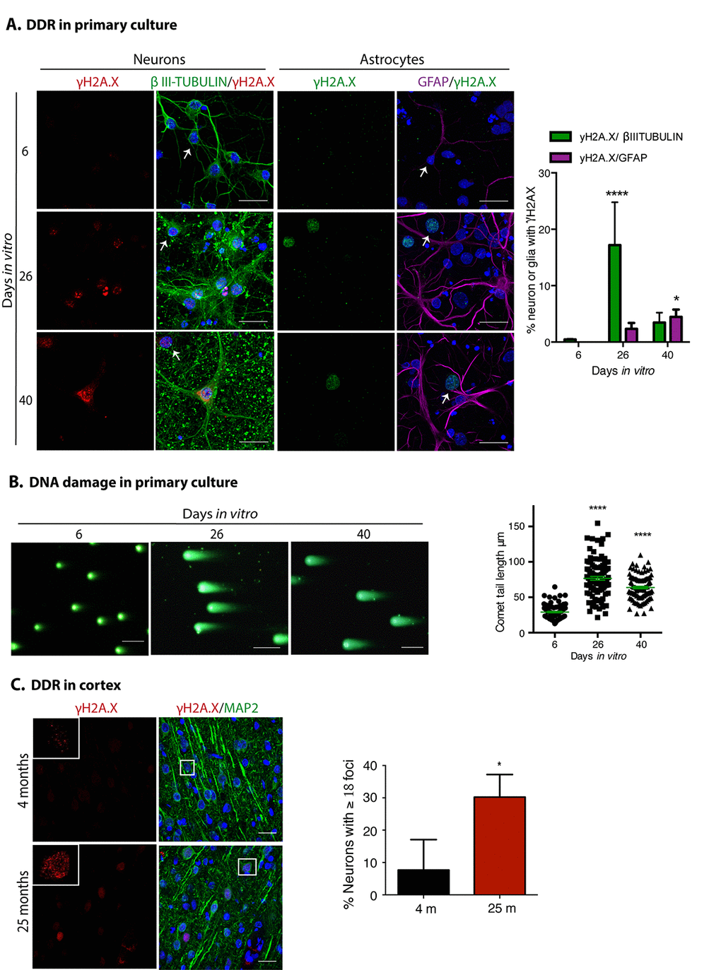 Neuronal cells in cortical long-term culture and in the cortex from old rat brains had a sustained DNA damage response (DDR). (A) Immunofluorescence to detect γH2AX foci in neurons (expressing βIII-TUBULIN) or astrocytes (expressing GFAP) in primary culture of cortical cells incubated during the indicated DIV. Notice that mostly neurons have γH2AX foci at 26 DIV. Scale bar represents 25 μm. Right, quantification of the percentage of neurons or glial cells with γH2AX foci over all cells. The mean of three independent experiments, each done by duplicate, is plotted. Bars represent SEM. Two-way RM ANOVA analysis, with Dunnett´s multiple comparison test. **** pIV vs. 6 DIV; * pIV vs. 6 DIV. Arrows indicate examples of cells with healthy nuclei counted (not all the healthy cells are indicated). (B) Comet assay to detect double strand breaks in genomic DNA from cells collected at the indicated days. Scale bars represent 100 μm. Right, the length of the tail of the comets, indicative of level of DNA damage, is plotted. 50 nuclei from each treatment, from two independent experiments, were analyzed by RM one-way ANOVA with Dennett’s´ multiple comparison. **** pIV or 40 DIV in comparison with 6 DIV. (C) Immunofluorescence to detect γH2AX foci in cortical neurons (expressing MAP2) in rat brains from the indicated age. Nuclei were stained with DAPI. Scale bars represent 30 μm. Right, percentage of neurons with more than 18 foci per nucleus. More than 100 neurons were counted from 3 different brains of each age. Bars represent standard deviation. Unpaired t Test * p