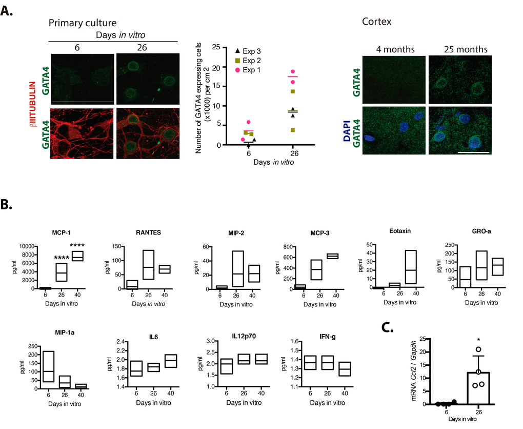 Senescent neurons increased the expression of GATA4 and cortical cells secreted MCP-1. (A) Immunofluorescence to detect GATA4 in neurons (expressing βIII-TUBULIN) in primary culture of cortical cells either incubated during the indicated days in vitro or in rat brains of the indicated age. Scale bars represent 25 μm. The number of cells with increased GATA4 abundance from three independent experiments, each performed in duplicate, is graphed. The mean of each experiment is represented by horizontal bars. (B) Quantification by multiplex immunoassay of the indicated cytokines, from conditioned media from cultures of the indicated days from three independent experiments. The maximum and minimum values are graphed. Bars indicate the mean of the three independent experiments. Data were analyzed by two-way ANOVA followed by Tukey´s multiple comparisons test analysis, only MCP-1 was significant. **** pIV. (C) qRT-PCR from total RNA purified from cortical primary cultures during the indicated days. The relative expression of Ccl2 mRNA was normalized with Gapdh mRNA. Bars represent SD. * p=0.0106 by unpaired t test two tailed. n=4.