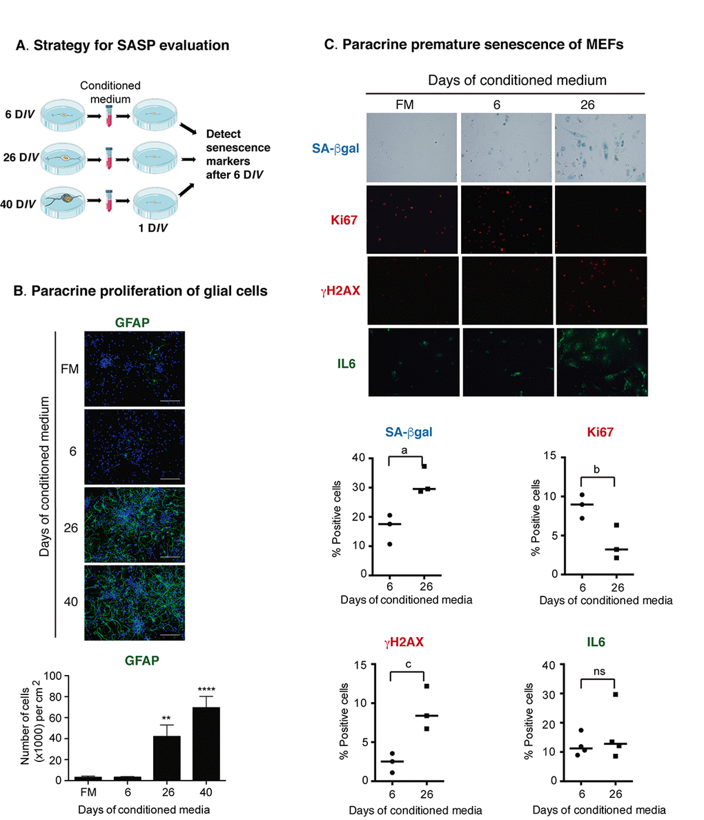 Senescent cortical cells develop a functional SASP. (A) Experimental design to evaluate the presence of secreted molecules with SASP activity from senescent cortical cells. Conditioned media was collected from cortical cells that had been incubated from 1-6 (6), 19-26 (26) or 32-40 (40) DIV. Either primary prenatal cortical cells or MEFs were cultured for 24 hr (1 DIV) before adding conditioned media; senescence markers were evaluated 6 days later. (B) Conditioned media from senescent cortical cells induced paracrine proliferation of glial cells in primary culture of prenatal cortical cells. Representative immunofluorescences to detect GFAP in cortical cells are shown. Cells were incubated with conditioned media collected from cortical cells that had been incubated during the indicated DIV. FM stands for fresh medium. Notice that conditioned media from 26 DIV and 40 DIV induced high proliferation of glial cells. Scale bars represent 500 μm. The bottom graph is a quantification of the number of GFAP expressing cells in three independent experiments, each done in duplicate. Data were analyzed by one-way ANOVA, with Dunnett´s multiple comparison test. ** pC) Conditioned media from senescent cortical cells induced paracrine premature senescence in MEFs. MEFs were incubated with conditioned media collected from cortical cells that had been incubated during the indicated DIV. FM stands for fresh medium. Notice that senescent markers were higher in cells incubated with conditioned media from cortical cells cultured for 26 days. The bottom graphs are quantifications of the percentage of cells with blue or fluorescent signals. The signal (either blue or fluorescent) from cells incubated with 6 DIV conditioned media plus one standard deviation was deducted from the signal obtained from the cells treated with 26 DIV conditioned media. Three independent experiments, each performed in duplicate were quantified. Data were analyzed by unpaired T test. a, p=0.0175; b, p=.0.0327; c, p=0.0191.