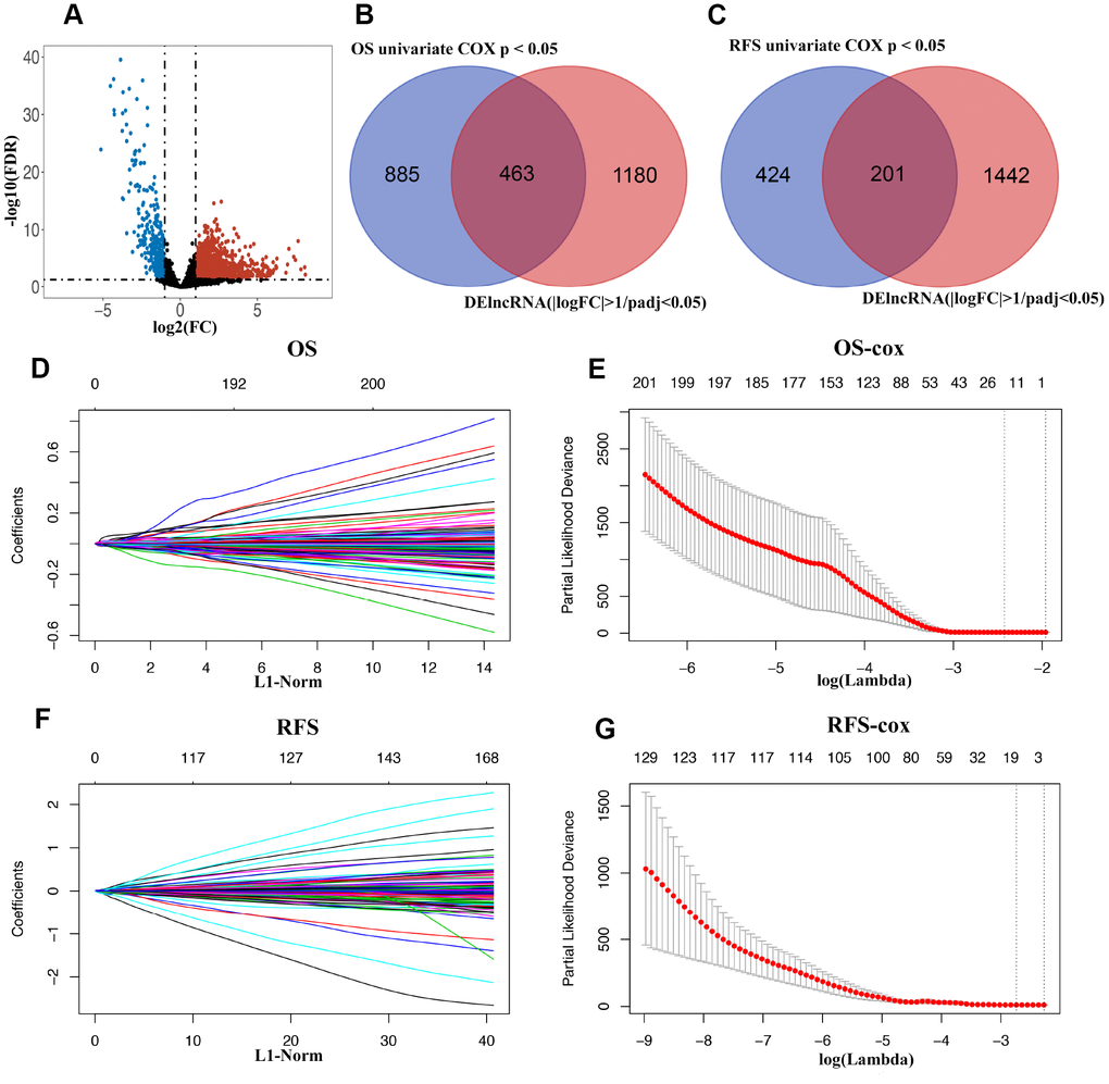 (A) Volcano plot of differentially expressed lncRNAs in TCGA-BLCA cohort. (B and C) Venn diagram of prognostic DElncRNAs in prognostic lncRNAs (OS/RFS univariate cox p 1 and padj D) 20-time cross-validation for tuning parameter selection in the LASSO model for OS. (E) LASSO coefficient profiles of 463 prognostic DElncRNAs for OS. (F) 20-time cross-validation for tuning parameter selection in the LASSO model for RFS. (G) LASSO coefficient profiles of 201 prognostic DElncRNAs for RFS.