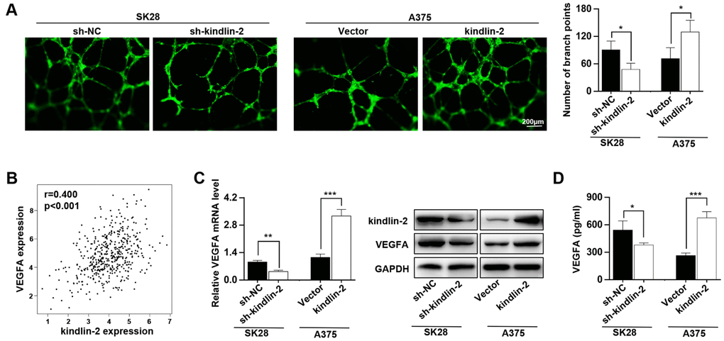 High levels of kindlin-2 promote angiogenesis and VEGFA secretion in melanoma cells. (A) The tube formation assays were performed with the conditioned medium of SK28-shNC, SK28-sh-kindlin-2, A375-Vector and A375-kindlin-2 cells. (B) The correlation analysis between the expression of kindlin-2 and VEGFA was performed with the TCGA database. (C) The mRNA and protein levels of VEGFA in the indicated cells wer analyzed by qRT-PCR and western blotting. (D) The levels of VEGFA secreted by the indicated cells were analysed by ELISA. *p**p***p