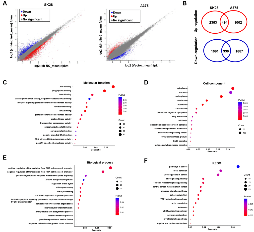 RNA sequencing and bioinformatics analyses. (A) Differentially expressed genes in SK28-shNC/SK28-sh-kindlin-2 and A375-Vector/A375-kindlin-2 cells were showed by volcano plots. (B) Venn diagrams were constructed to show the overlapping upregulated (red) and downregulated (blue) DEGs. (C–F) Gene Ontology (Molecular function, cell component and biological process) and KEGG analyses of the overlapping DEGs were performed.