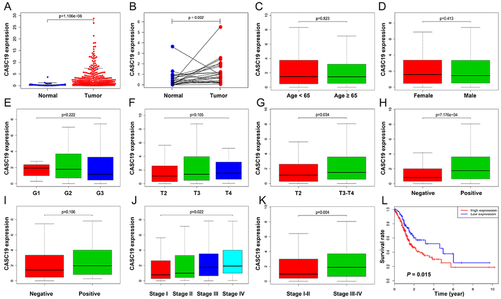 Correlation between CASC19 expression and clinicopathologic parameters. (A) CASC19 expression comparison between AGC tissues and non-tumor tissues. (B) CASC19 expression comparison between AGC tissues and paired non-tumor tissues. (C) CASC19 expression comparison between different age groups. (D) CASC19 expression comparison between genders. (E) CASC19 expression comparison based on tumor histology. (F) and (G) CASC19 expression comparison between different pathologic T stages. (H) CASC19 expression based on metastatic LN status. (I) CASC19 expression based on distant metastasis status. (J) and (K) CASC19 expression comparison between different pathologic TNM stages. (L) Kaplan–Meier survival curves. AGC patients with high CASC19 expression (≥ 0.57) had significantly worse prognosis than those with low CASC19 expression (